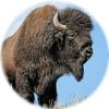 Small_1513279442-bison2